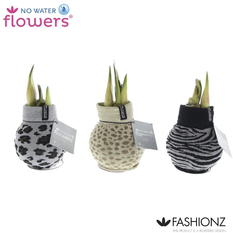 Wachs Amaryllis 'Animal', mit Wachs-& Stoffhülle, gold - Gallerie Bild 2